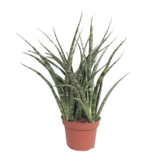 Vrouwentong, De Slangenplant, Zwaardachtig Groenachtig Blad met lichte Vlekken/Strepen, Stervormige Uitstraling, Sansevieria Fernwood Punk  Ø12cm - ↕35cm
