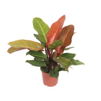 Philodendron oranje
