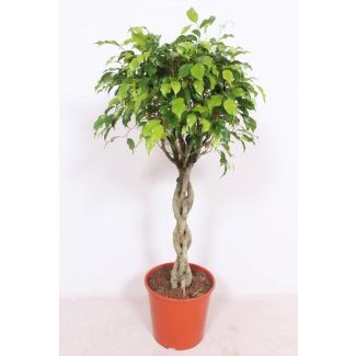 Ficus Exotica - Hoogte 120 cm - kamerplant ficus / vijg Ø30cm