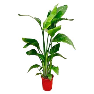 Strelitzia Nicolai – Witte Paradijsvogelplant – 100 cm – met of zonder  stijlvolle Elho potten