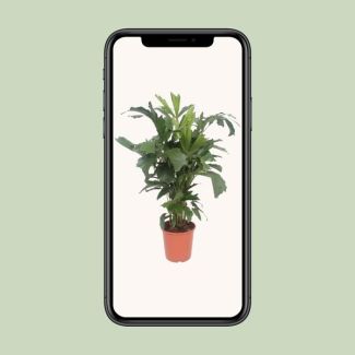 Vissenstaartpalm