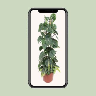 Hartblad philodendron