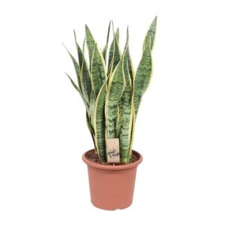 Vrouwentong,  Goudrandplant, Zwaardvormig Donkergroen Blad met Gele Rand, Sansevieria Laurentii - Ø25cm - ↕85cm
