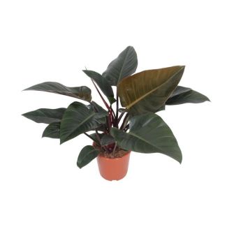 Philodendron Congo Red – Populaire Kamerplant – Luchtzuiverend – Ø27cm – 80cm Hoog
