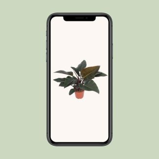 Philodendron Congo Red – Populaire Kamerplant – Luchtzuiverend – Ø27cm – 80cm Hoog