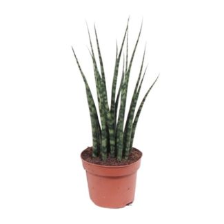 De Mikado Plant, De Sansevieria Varenhout Mikado, Ø12cm - ↕40cm