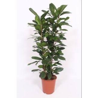 Afrikaanse Vijgenboom | Ficus Cyathistipula | Ficus kamerplant 120 cm Ø27cm