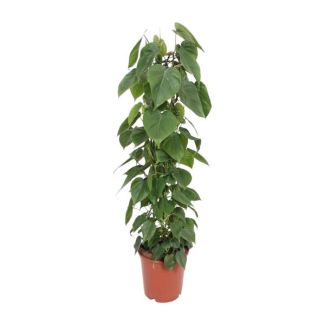 Philodendron Scandens - 120cm hoog - klimplant binnen