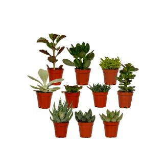 Vetplanten, Succulent Mix 10 stuks  Ø5 5cm - ↕7cm