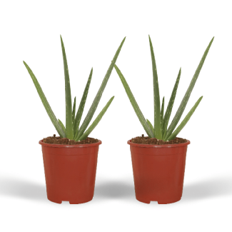 2 Stuks Aloe Vera,  met Pot, Ø12cm - ↕40cm, Groene Plant,  Medicinale eigenschappen