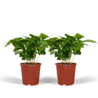 2x Coffea Arabica - 2 koffieplanten - kamerplant x2 - ↕25cm - Ø12cm