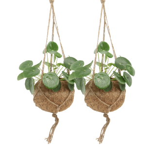 2 pannekoekenplanten