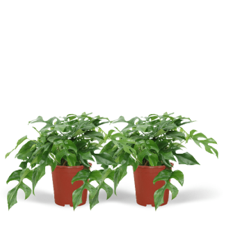 2 stuks Gatenplant, Groene Kamerplant, Tropisch,  Monstera Deliciosa - Ø21cm - ↕70cm