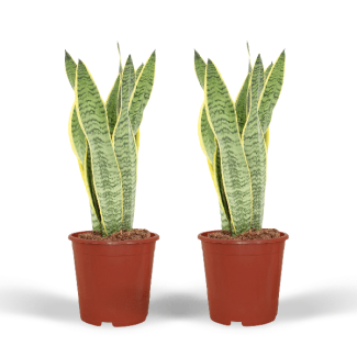 Set van 2 stuks, Vrouwentong, Goudrandplant, Zwaardvormig Donkergroen Blad met Gele Rand Sansevieria Laurentii - 40cm - ø14