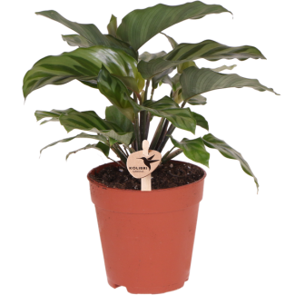 De Pauwenplant