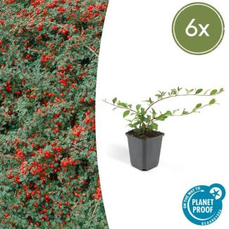 6x Dwergmispel 'Major' Cotoneaster dammeri  ↕25cm - Ø9cm sterke  winterharde bodembedekker