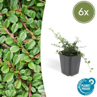 6 Stuk Dwergmispels, Veelzijdige Bodembedekker, Witte Bloementjes, Oranje/Rode Besjes in het Najaar,Cotoneaster pr.  Streib s Findling  - ↕10-25cm - Ø9cm
