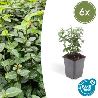 6x kleinbladige kardinaalsmuts Euonymus fortunei radicans ca ↕25cm - Ø9cm