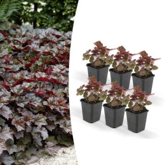 6 Stuks Sierlijk PaasKlokje, Diep Paars/Brons Blad, Bodembedekker, Heuchera mic.  Palace Purple  - ↕10-25cm - Ø9cm