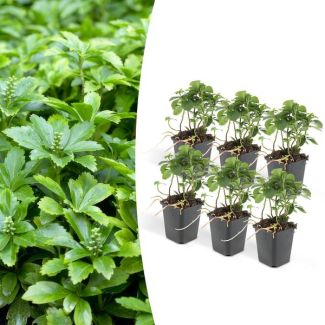 6 Stuks Schaduwkruid, Groenblijvende Bodembedekker,  Pachysandra terminalis - ↕10-25cm - Ø9cm