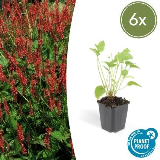 6x Persicaria amplexicaulis - ↕25cm - Ø9cm  rode duizendknoop - borderplant
