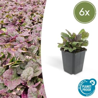 6x kruipend zenegroen Burgundy Glow - Ajuga reptans - ↕10-25cm - Ø9cm - ideale bodembedekker