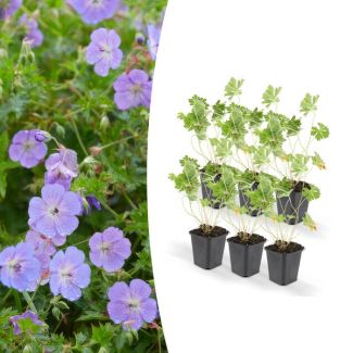 6 Stuks Ooievaarsbek, Lilakleurige Bloemen van mei tot ver in het najaar! Geranium Rozanne - ↕10-25cm - Ø9cm