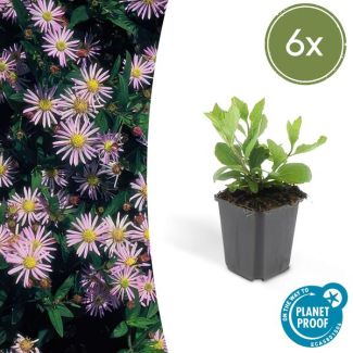 6x Herfstaster Aster ageratoides Asran ↕25cm - Ø9cm - vaste plant voor je tuin