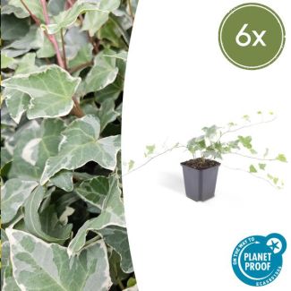 6 Stuks Klimop, Groen Blad met ZilverWitte Nerven, Haag, Hedera helix  Glacier  - ↕10-25cm - Ø9cm