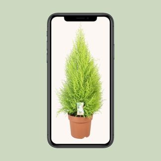 Goldcrest Wilma Citroencypres – Groene Kamerplant