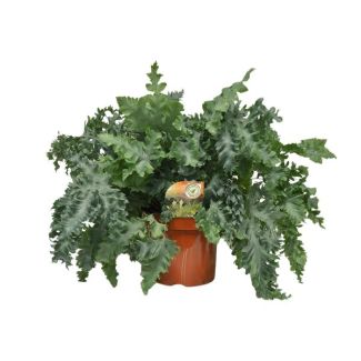 Gouden eikvaren of Blauwvaren Phlebodium Davana hoogte ca 60cm - Ø26cm