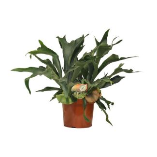 Hertshoornvaren | Platycerium Bifurcatum - Unieke Kamerplant ca. 80 cm hoog Ø26cm
