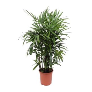 Vrouwenpalm Rhapis Excelsa 120cm hoog - Ø27cm
