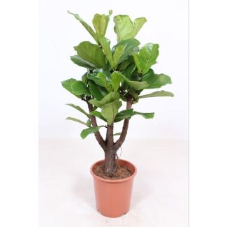 Vioolbladplant, Tropische Kamerplant, Ficus Lyrata Vertakt Ø27- 120cm Hoog