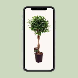 Ficus Microcarpa Moclame 110cm hoog - Kamervijg Ø23cm - Gedraaide stam
