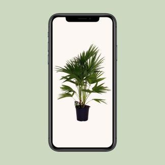 Chinese waaierpalm - Tropische kamerplant - Interieurplant modern 