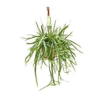 Bijzondere cactus - Groene hangkamerplant
