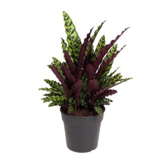 Paarsgroene kamerplant Calathea Lancifolia ca. 70 cm hoog - Pauwenplant Ø27cm