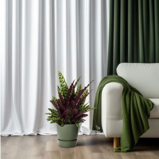 Paarsgroene kamerplant Calathea Lancifolia ca. 70 cm hoog - Pauwenplant Ø27cm