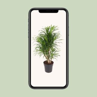 Dracaena Anita kantoorplant Ø24 100cm - Drakenplant voor binnen