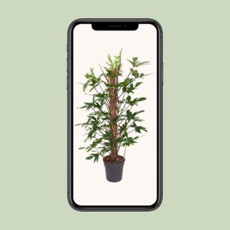Luchtzuiverende klimplant makkelijk te verzorgen - Philodendron Pedatum ca. 120 cm