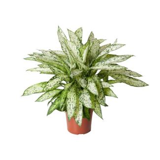 Dieffenbachia Vesuvius - Kamerplant met opvallende licht groene bladeren - 80cm hoog