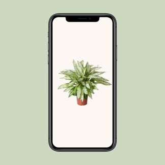 Dieffenbachia Vesuvius - Kamerplant met opvallende licht groene bladeren - 80cm hoog