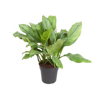 Aglaonema B.J, Freedman - Perfecte kantoor en kamerplant ↕70cm Ø24cm