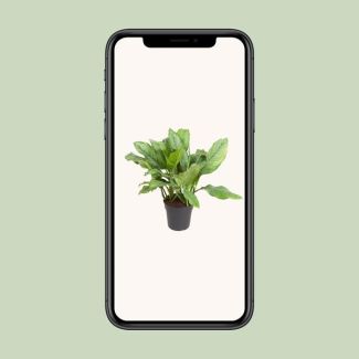 Aglaonema B.J, Freedman - Perfecte kantoor en kamerplant ↕70cm Ø24cm