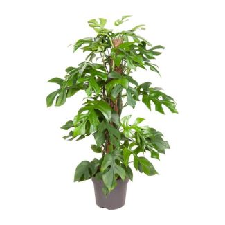 Gatenplant, Groene Kamerplant, Tropisch,  Monstera Deliciosa - Ø19cm - ↕80cm
