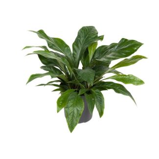 Anthurium Jungle Bush - 70 cm hoog - Oerwoudstruik - Kamerplant met tropische uitstraling