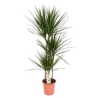Woonkamerplant op stam - Drakenbloedboom - kamerplant met dunne bladeren