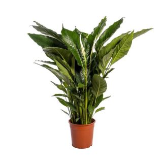 De Lepelplant of De VredesLelie, Bekend om zijn Witte Bloemen,Spathiphyllum Sweet Sebastiano -  Ø24cm - ↕110cm