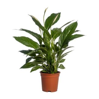3 stuks De Lepelplant of De VredesLelie, Bekend om zijn Witte Bloemen,Spathiphyllum Vivaldi  -  Ø17cm - ↕70cm